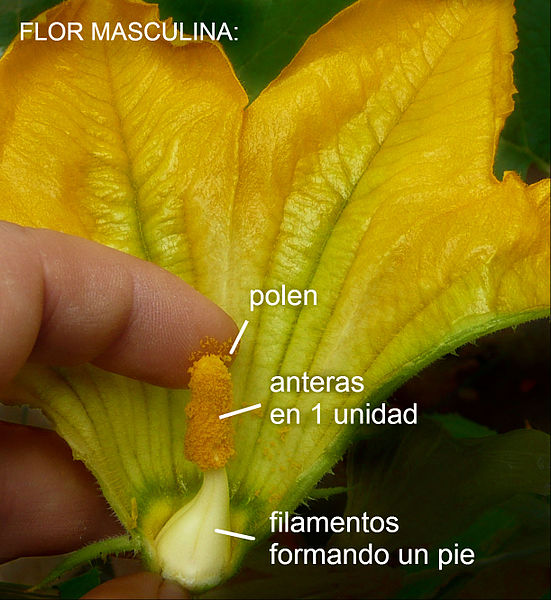 File:Cucurbita pepo "zapallo de Angola" semillería La Paulita - flor masculina 6 - parte de la corola removida, estambres unidos y polen, etiquetas.jpg