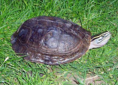 Amboina box turtle