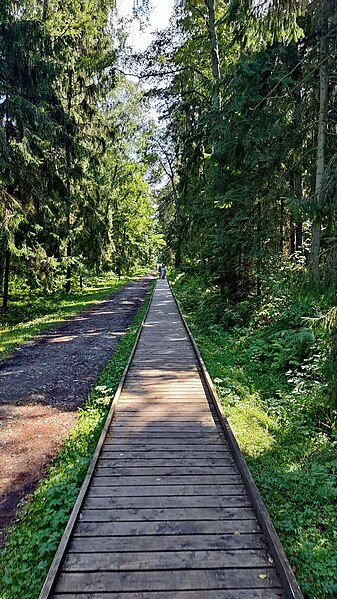 File:Curonian Spit - Forest way.jpg