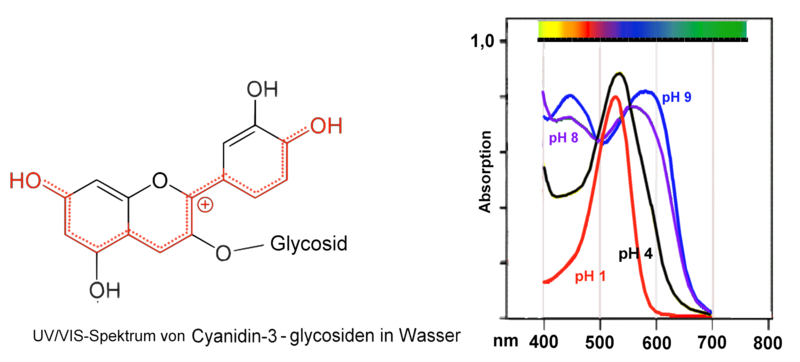 File:Cyanidin-3-glycosid Holunder.png