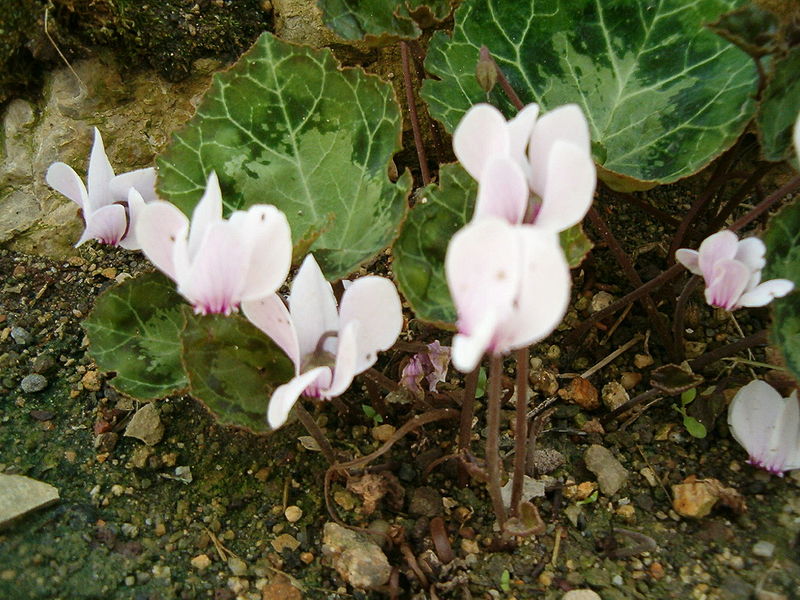 Cyclamen graecum - Wikipedia, la enciclopedia libre