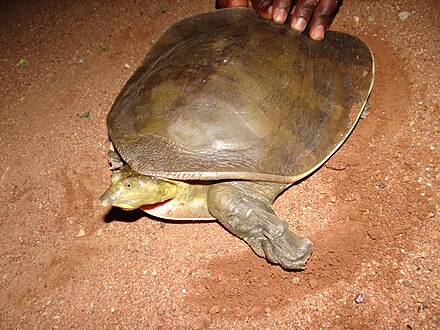 Черепаха без панциря бездомная