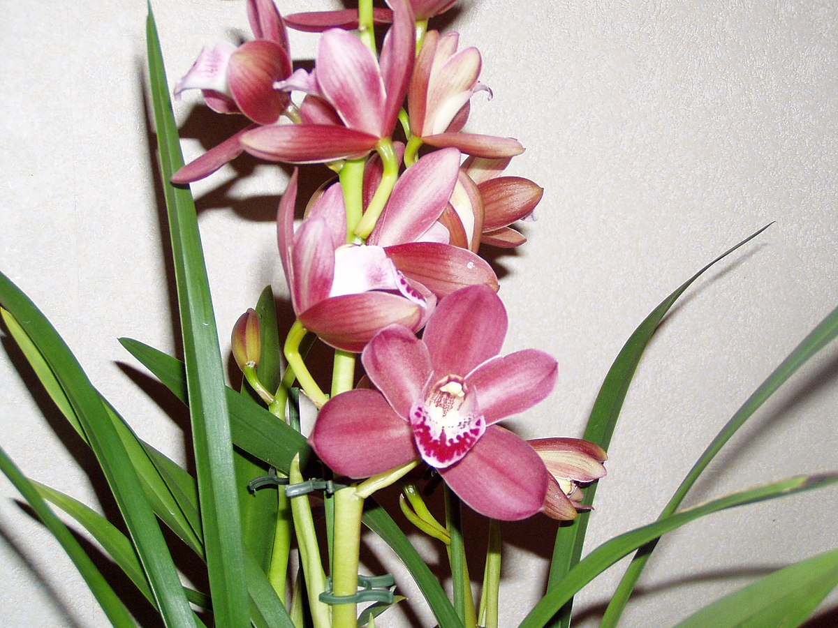 бульбы орхидей фото