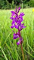 Dactylorhiza traunsteineri Germany - Radolfzell