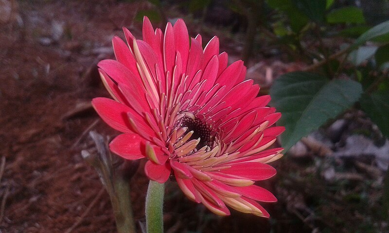 File:Dahlia in Kerala.jpg