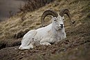 Dall sheep in denali.jpg