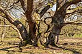 De Strubben-Kniphorstbos archeologische reservaat Grillig gevormde Eik (Quercus).