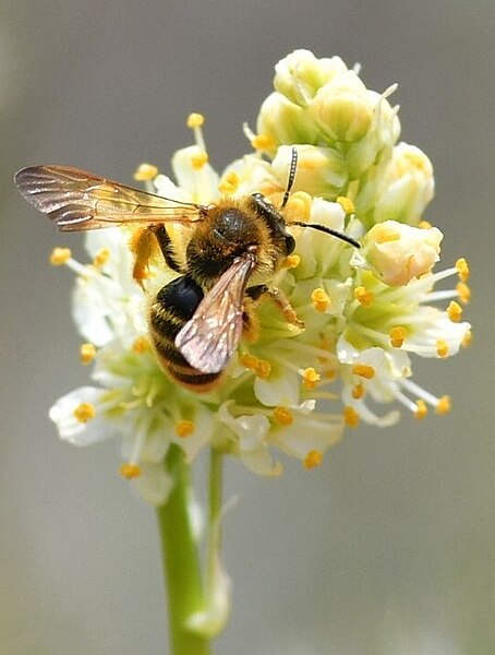 File:Death Camas Mining Bee Andrena astragali THYG3.jpg