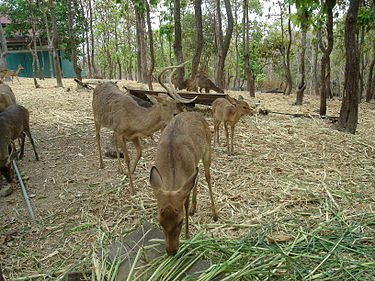Rucervus eldii siamens of Thailand, Laos, Cambodia, and Vietnam Deer CMZ 5.jpg