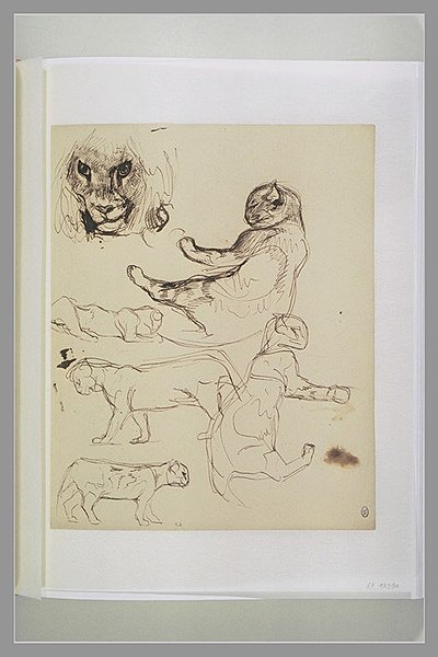 File:Delacroix - Etudes d'une tête de lion et de chats, RF 10390, Recto.jpg