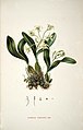 Dendrobium cymbidioides plate 21 in: Friedrich Anton Wilhelm Miquel: Choix de plantes rares ou nouvelles (1964)