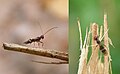 Doryctinae, Dendrosoter sp mâle sur un tas de bois