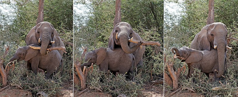 File:Desert elephants (Loxodonta africana) female and juvenile feeding composite.jpg