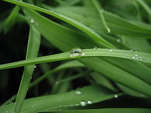 Dew on green Plant.jpg