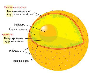 http://upload.wikimedia.org/wikipedia/commons/thumb/7/7c/Diagram_human_cell_nucleus_ru.svg/400px-Diagram_human_cell_nucleus_ru.svg.png