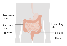 Diagram showing the parts of the large bowel CRUK 329.svg