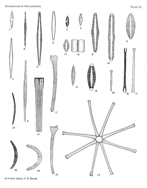 File:Diatomaceae of Philadelphia Plate 12.jpg