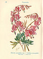 Dicentra-J.Eudes-28.JPG