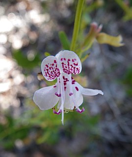 <i>Dicerandra frutescens</i> species of plant