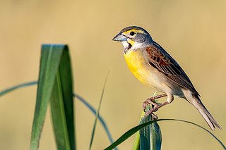 <span class="mw-page-title-main">Cardinal (bird)</span> Bird family