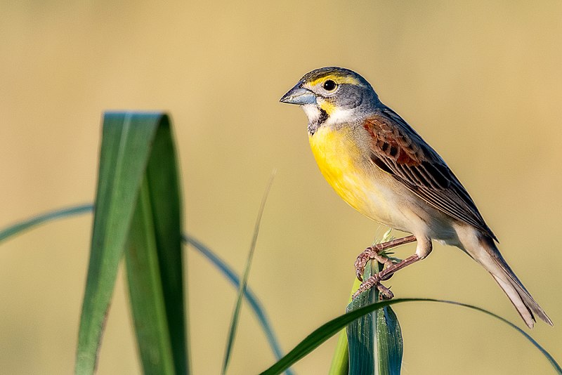 File:Dickcissel (257310149).jpeg