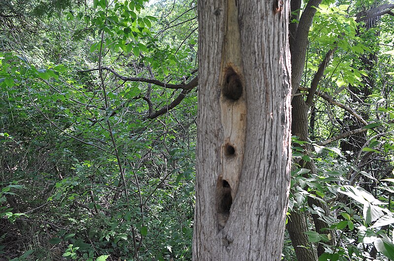 File:Did wood peckers cause this? (20129742534).jpg