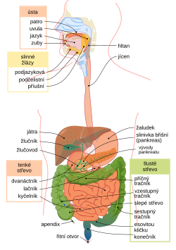 Digestive system diagram cs.svg