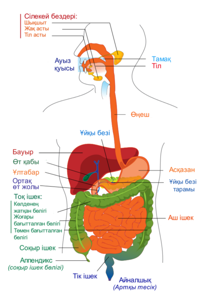 File:Digestive system diagram kk.png