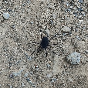 Bildebeskrivelse Diguetinus raptator (Sclerosomatidae) - Araña pastor.jpg.