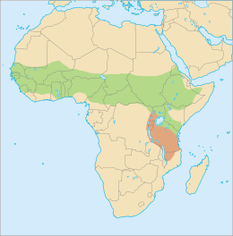 A zöld színű terület a szenegáli fülesmaki előfordulási helye; a vörös színű területen csak elvétve jelenik meg.