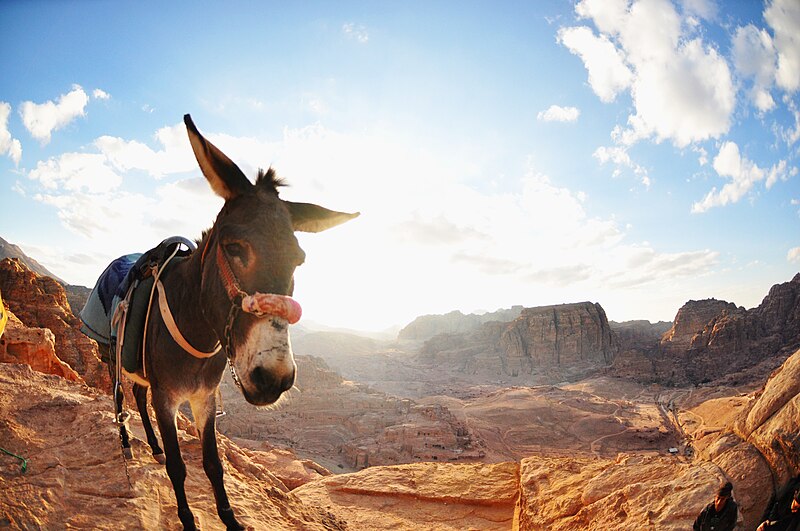 File:Donkey in Wadi Rum.jpg