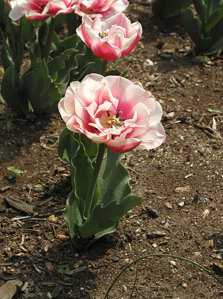 File:Double-Petalled Tulip - Cylburn Arboretum.jpg