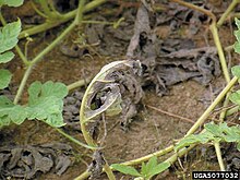 Pseudoperonospora Cubensis ile ilgili gÃ¶rsel sonucu