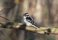 * Nomination Downy woodpecker in Prospect Park --Rhododendrites 14:41, 17 November 2020 (UTC) * Promotion  Support Good quality. --Vengolis 17:03, 17 November 2020 (UTC)