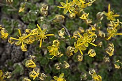 Draba stenopetala.jpg