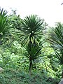 Dracaena cochinchinensis