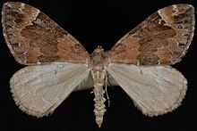 A moth on display with wings extended. Forewings darker brown with a pattern. Hindwings lighter brown. Body similar color to hindwings.