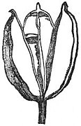 EB1911 Iridaceae - Fig. 2.—Seed-vessel (capsule) of the Flower-de-Luce (iris).jpg