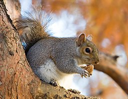 Orienta Grey Squirrel en la Parko de St James, Londono - Nov 2006 edit.jpg