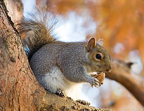 Eastern Grey Squirrel in St James's Park, London - Nov 2006 edit.jpg