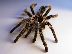 Beschrijving van Ecdysis brachypelma-albopilosum01254.jpg afbeelding.