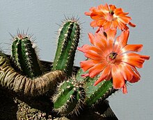 Echinocereus polyacanthus ssp. polyacanthus