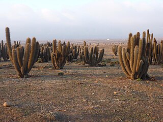 <i>Leucostele skottsbergii</i> Species of cactus