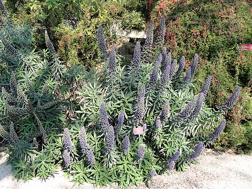 Echium fastuosum - Val Rahmeh - DSC04283