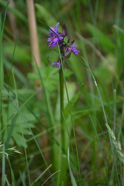 File:Egelpfuhle am Stier Mai 2014 08.JPG