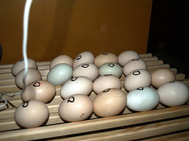 File:Eggs in incubator.jpg