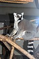 Gyűrűsfarkú maki (Lemur catta)