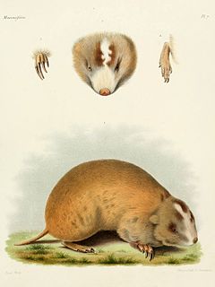 Chinese zokor species of mammal