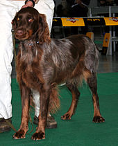 A Picardy Spaniel at a dog show in Poland. Epagneul picard 633.jpg