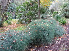 Ephedra altissima — Leonora Enking 001.jpg